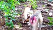 Cute little Monaco is kidnapped by teenaged monkey, Molia mom gets scared to rescue baby