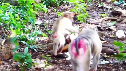 Cute little Monaco is kidnapped by teenaged monkey, Molia mom gets scared to rescue baby