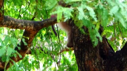 Cute Money baby performs tight head skin, while playing Monaco baby