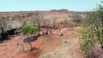 Lula apresentará na COP 28 plano para aumentar área agrícola em 60% sem desmatar