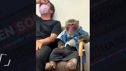 Morali bozuk adamı teselli eden maymun