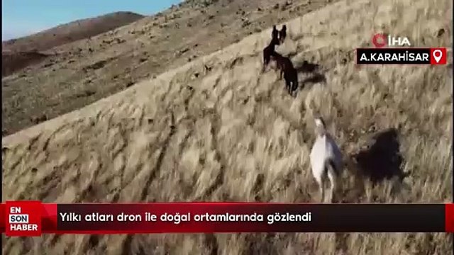 Yılkı atları dron ile doğal ortamlarında gözlendi