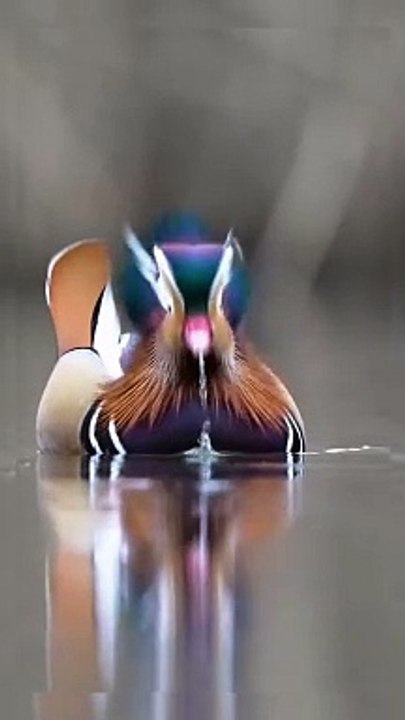 Duck in the wild