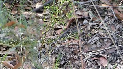 A trip through the Blue Mountains