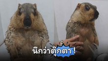 เมื่ออ่างล้างหน้ากลายเป็นที่อาบน้ำของเจ้า "มาร์มอต"