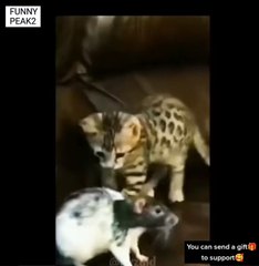Mouse fight back Cat  