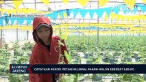 Catatkan Rekor, Petani Milenial Panen Melon Seberat 5,85 KG