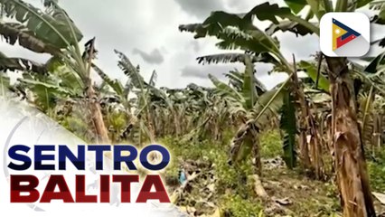 DA, inihahanda na ang tulong sa mga magsasakang apektado ng pagbaha sa Eastern Visayas