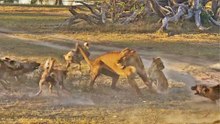 Lioness Takes a Beating by Wild Dogs to Save Her Cub