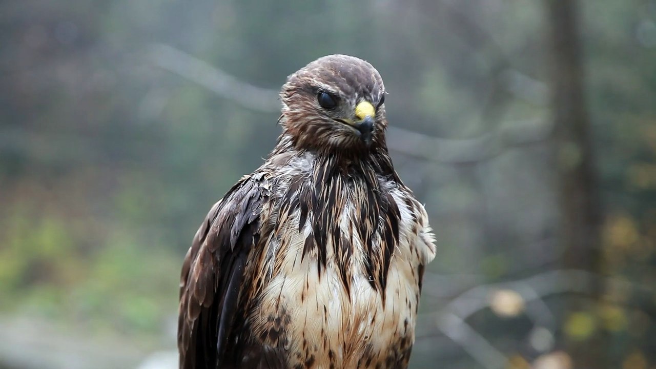 a_wet_hawk (Original)