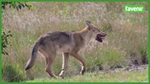 Rencontre d'un vétérinaire de Genval avec un loup: comment un tel prédateur s'est-il laissé approcher?