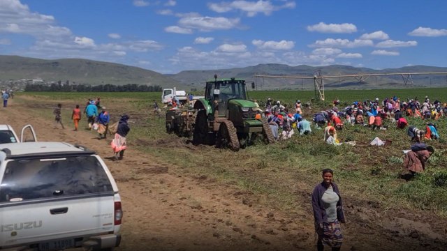 Kind Farmer gives his neighbors a go ahead on his potato harvest *Heartwarming*