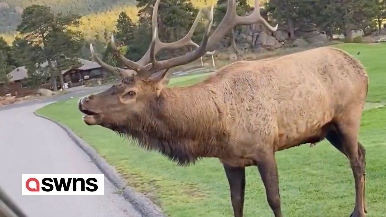Ein riesiger Elch stürzt sich auf ein Fahrzeug und erschreckt die Insassen