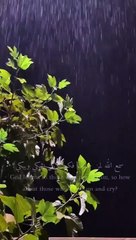 وَلَا تَحْزَنْ عَلَيْهِمْ وَلَا تَكُ فِي ضَيْقٍ مِّمَّا يَمْكُرُونَ