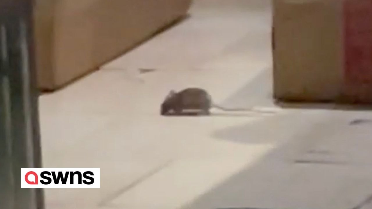 Ratten in einem new yorker restaurant gesichtet