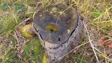 Nadleśnictwo Prudnik - Kopa Biskupia