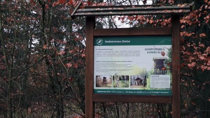 Leśnicy o tym, czym NIE dokarmiać dzikich zwierząt w lesie