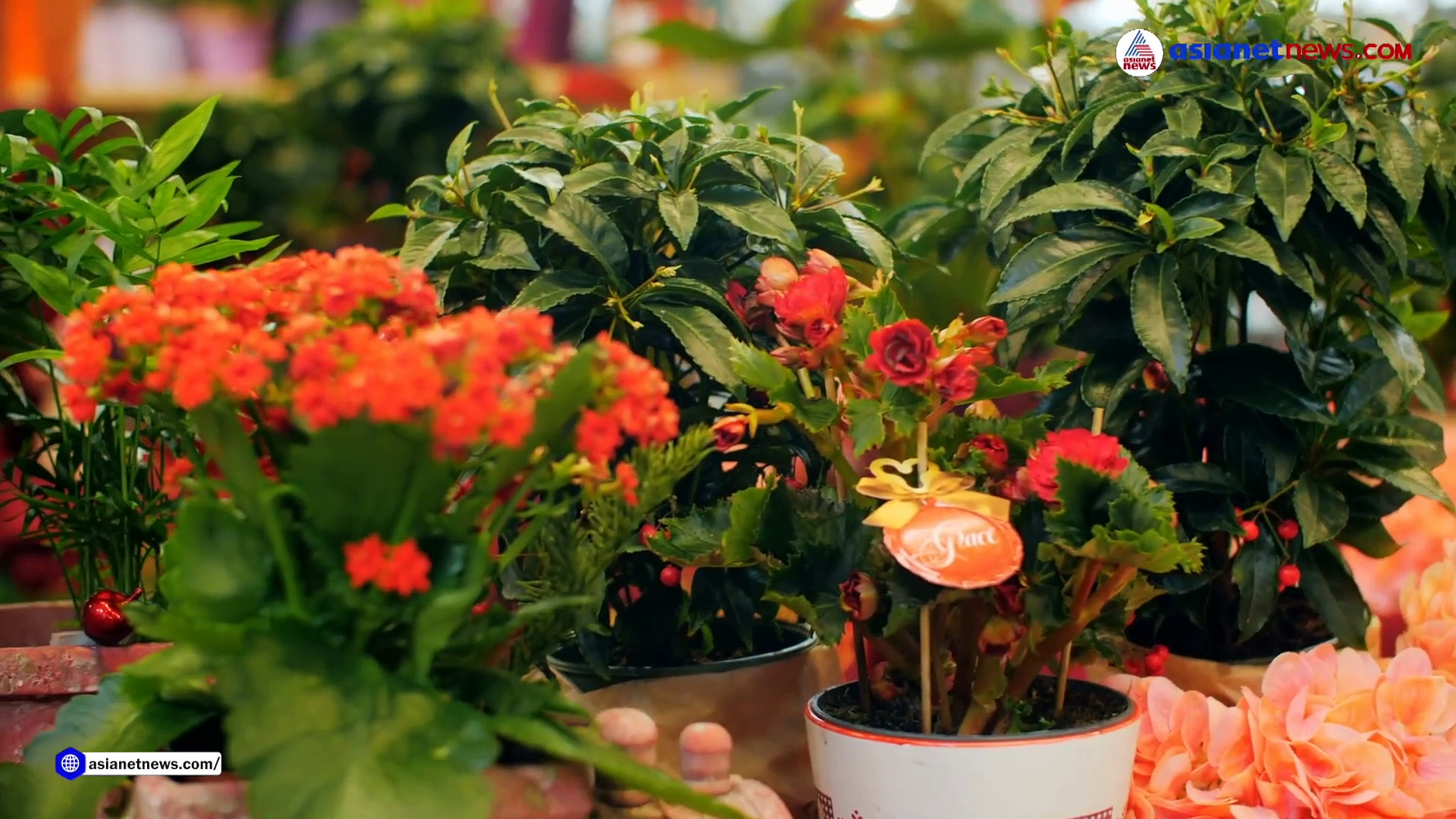 കണ്ണിനും മനസിനും സന്തോഷവും ഊർജവും നൽകും വീട്ടുമുറ്റത്തെ പൂന്തോട്ടം