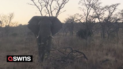 Elephant on heat charged jeep before crushing a tree chasing the vehicle