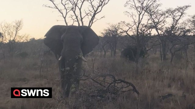 Elephant on heat charged jeep before crushing a tree chasing the vehicle