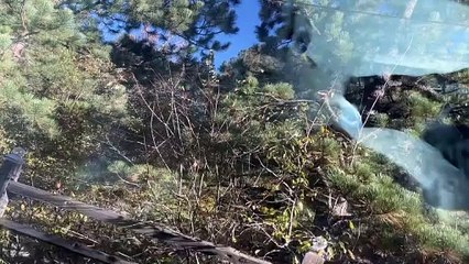 Urso vandalizou carro para roubar M&M's... e ainda deixou um 'presente'