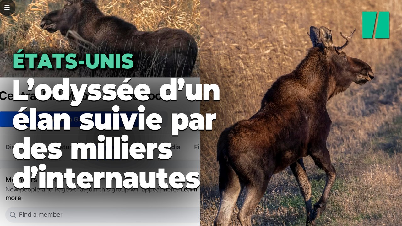 Le périple de cet élan nommé Rutt qui traverse les États-Unis est suivi par des milliers d’internautes