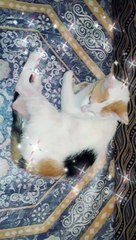 Se faire dorloter par un chat suffit à éliminer les soucis de la vie de votre cœur