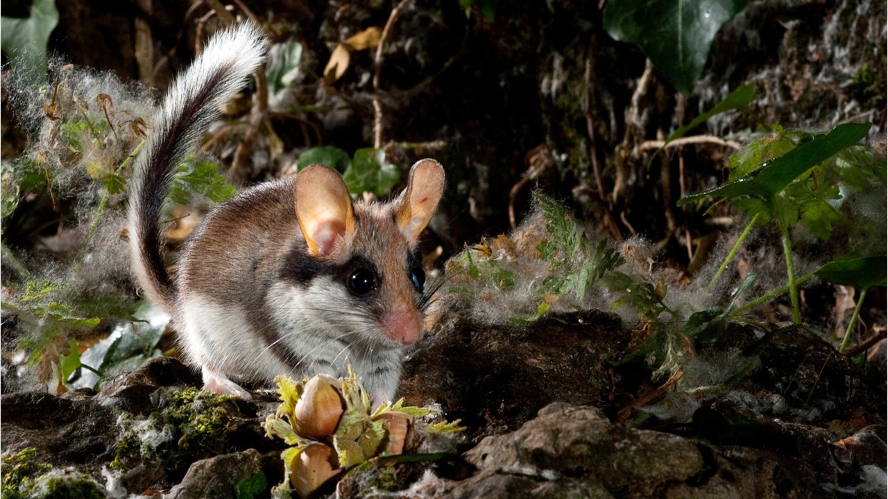 Gartenschläfer: Was Gartenbesitzer jetzt beachten sollten