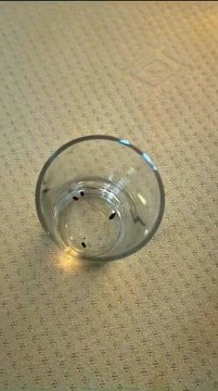 Bed bugs at the Black Horse Inn in Canterbury