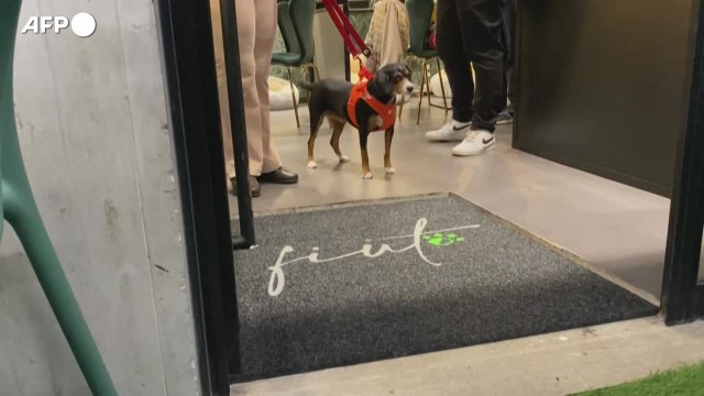 A Roma ha aperto Fiuto , il primo ristorante per cani in Italia