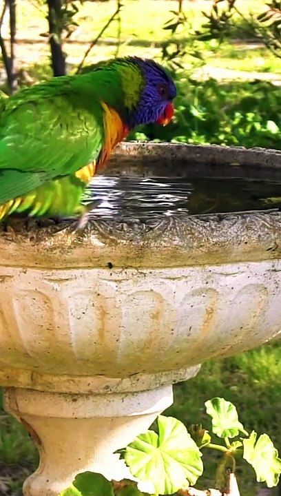 Birds sounds in the garden, Sounds Relaxing Bird Sounds for Sleeping Calming Birds Chirping Ambience