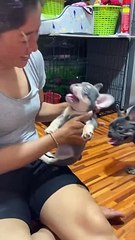 Oops  Daily life of puppies #frenchbulldog #frenchielife #frenchbulldogpuppy #puppy #reels