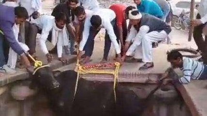 बाड़ी: गहरे और सूखे कुएं में गिरी गाय, ग्रामीणों ने जिन्दा बाहर निकाला