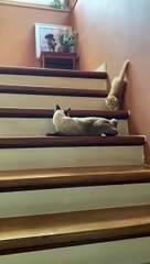 Kitten Takes a Tumble Down Stairs