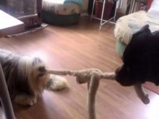 jeux passif d'austin et virus