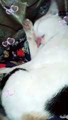 Mila est l'esprit des chats, portant en elle beaucoup de tendresse et d'amour.