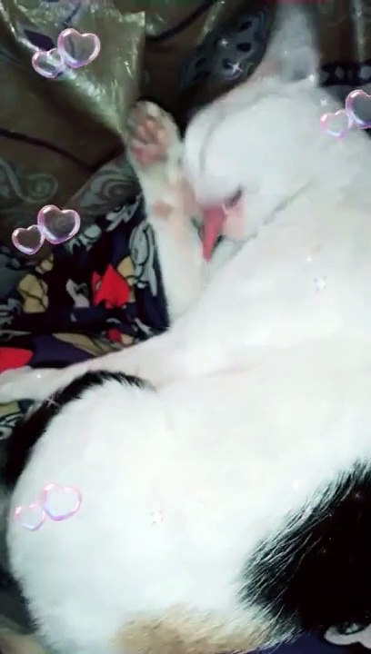 Mila est l'esprit des chats, portant en elle beaucoup de tendresse et d'amour.