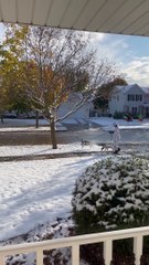 Two Or Maybe Three Dalmatians Go For A Walk