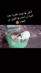 Dans le cœur des chats se trouvent des sources de belles émotions