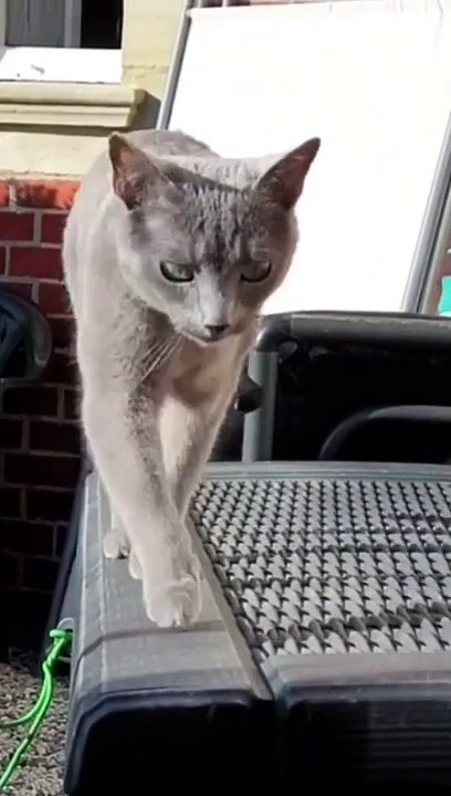 Video Kucing Lucu (2)