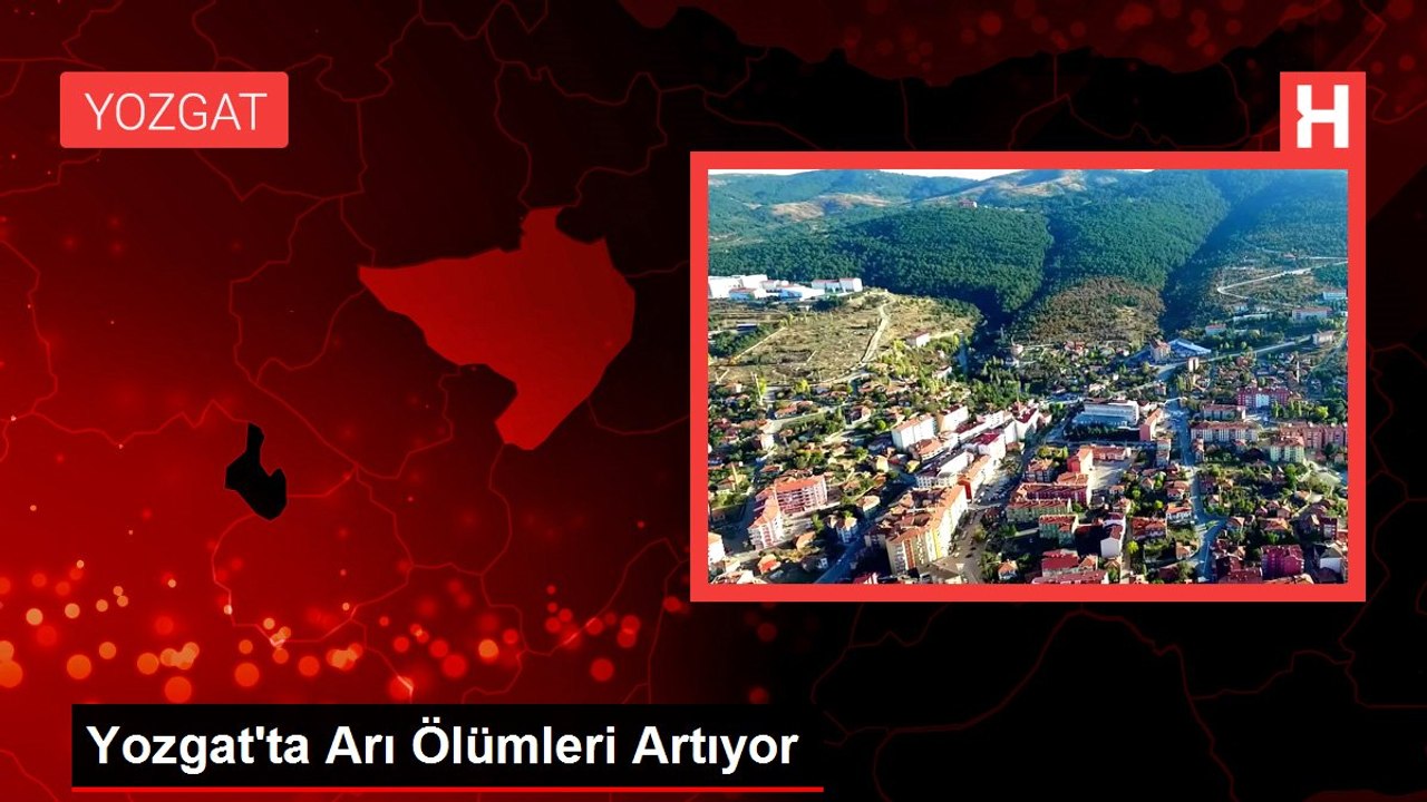 Yozgat'ta Arı Ölümleri Artıyor