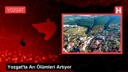 Yozgat'ta Arı Ölümleri Artıyor