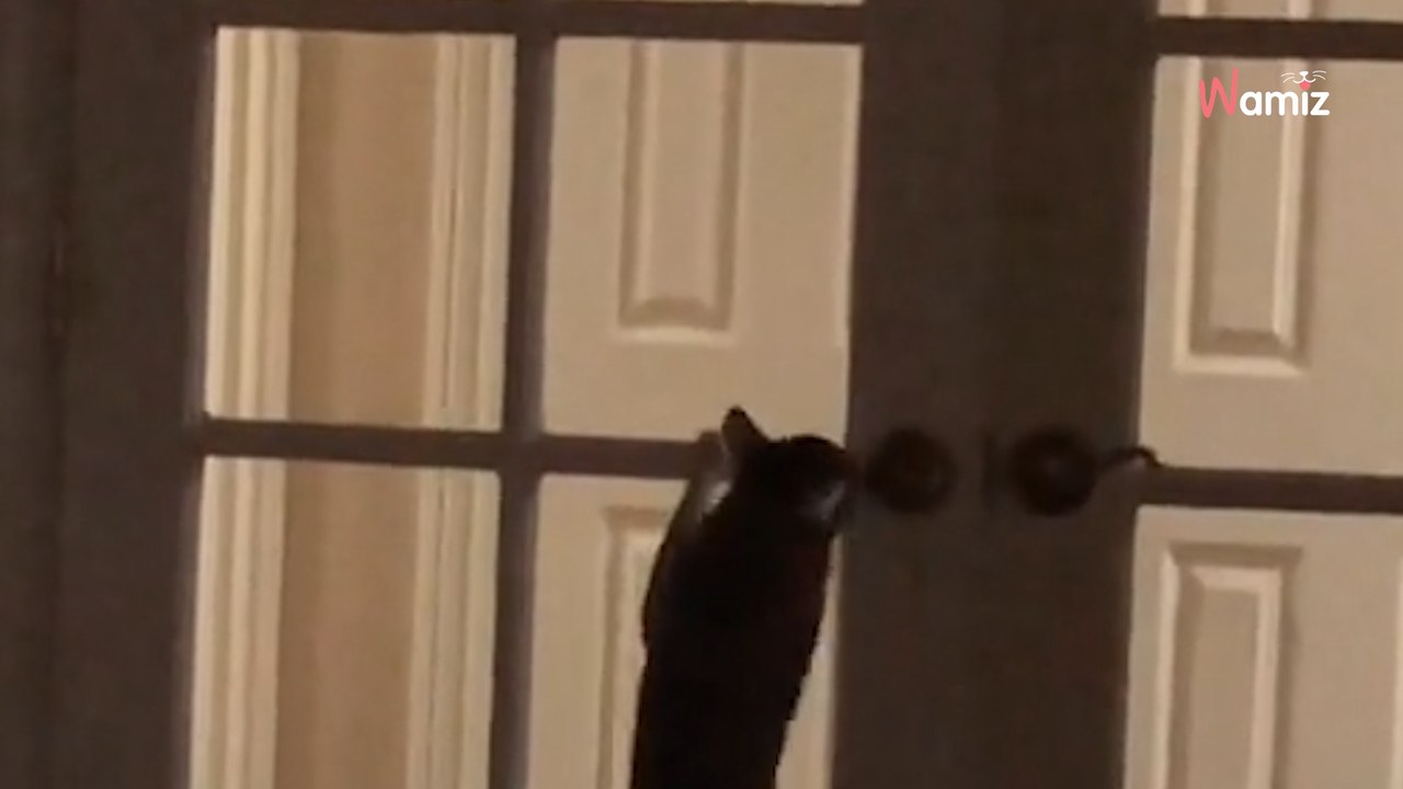 La porta si apre misteriosamente: coglie il colpevole sul fatto e scoppia a ridere (Video)