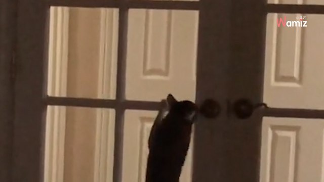 La porta si apre misteriosamente: coglie il colpevole sul fatto e scoppia a ridere (Video)