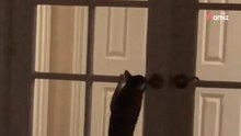 La porta si apre misteriosamente: coglie il colpevole sul fatto e scoppia a ridere (Video)