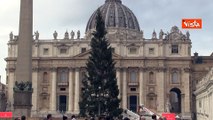 Ecco l'albero di Natale a Piazza San Pietro, viene dal Piemonte
