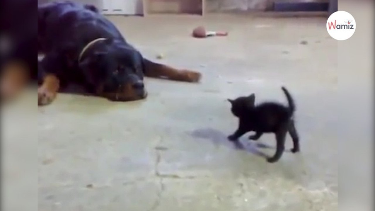 Schwarzes Kätzchen provoziert Riesen-Rottweiler. Alle halten die Luft an!