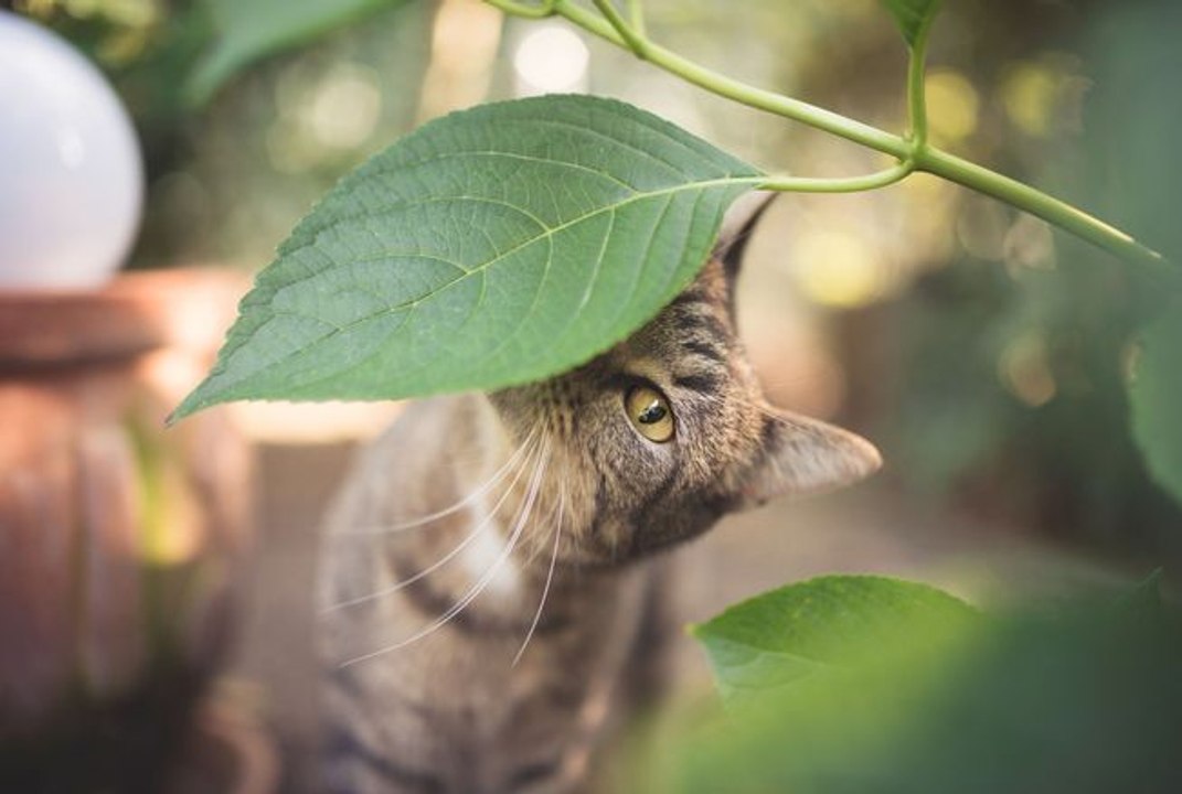 7 plantes à ne surtout pas avoir en appartement si vous avez un animal de compagnie
