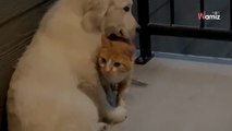 Cucciola cresciuta con i gatti commuove gli internauti quando arriva nella sua nuova casa (Video)