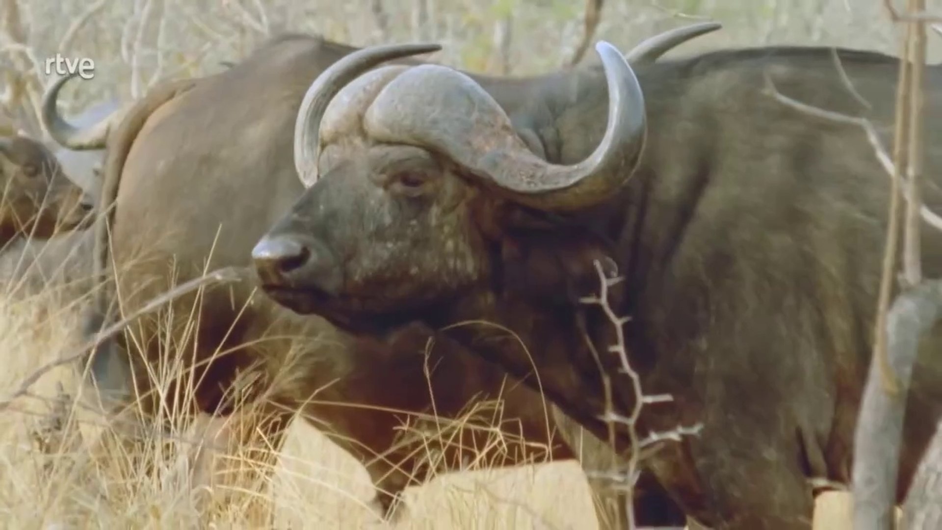 Sobrevivir en la Naturaleza -  Maniobras defensivas